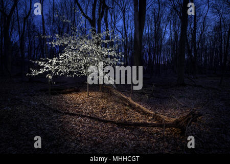 Marcescent Faggio in inverno di notte Foto Stock