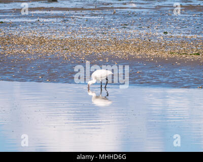 Eurasian spatola Platalea leucorodia, rovistando da guadare acqua sulla costa Waddensea in Paesi Bassi Foto Stock