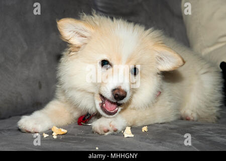 Giovane cane di Pomerania due mesi cucciolo ritratto Foto Stock