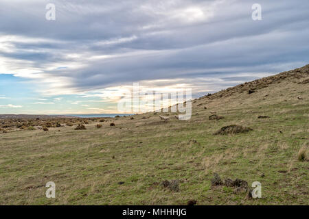 Gregge di ovini in Patagonia sfondo di erba in Argentina Foto Stock