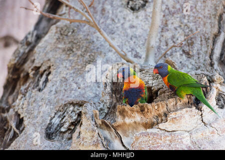 Australia pappagalli colorati su boab tree nest Foto Stock