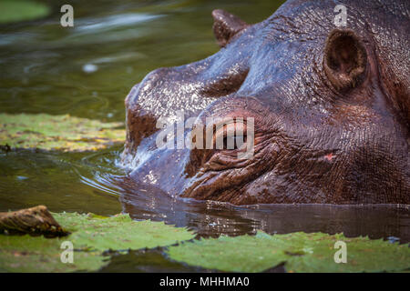 Hippopotamusin Kruger National Park, Sud Africa ; Specie di Hippopotamus amphibius famiglia di Hippopotamidae Foto Stock