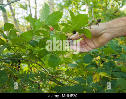 Mano di man picking more in una foresta di autunno Foto Stock