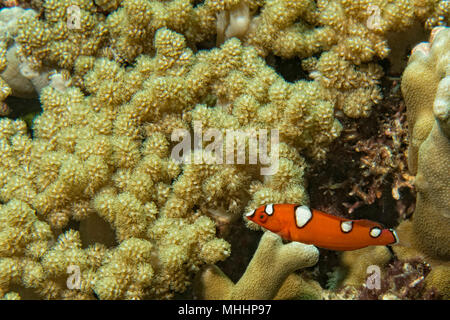 Coris labri arcobaleno ritratto di pesce durante le immersioni in Asia Foto Stock