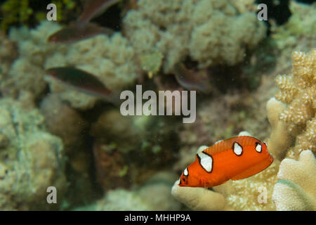 Coris labri arcobaleno ritratto di pesce durante le immersioni in Asia Foto Stock