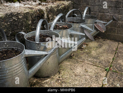 Riga di metallo innaffiatoi riempiti con terriccio utilizzato come piantatrici Foto Stock