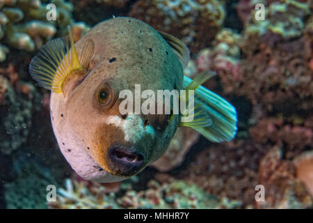 Sfera colorata Puffer fish ritratto mentre guardando a voi Foto Stock