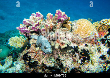 Sfera colorata Puffer fish ritratto mentre guardando a voi Foto Stock