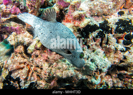 Sfera colorata Puffer fish ritratto mentre guardando a voi Foto Stock