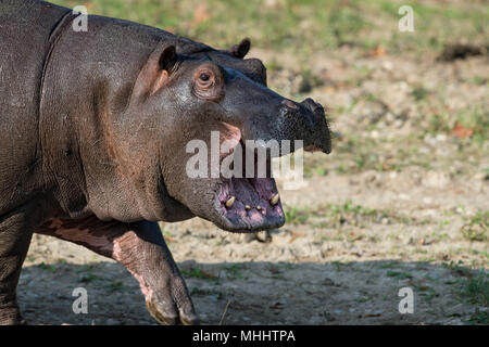 Hyppopotamus close up ritratto mentre sbadigli Foto Stock