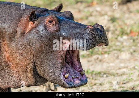 Hyppopotamus close up ritratto mentre sbadigli Foto Stock