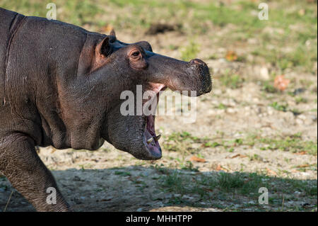 Hyppopotamus close up ritratto mentre sbadigli Foto Stock