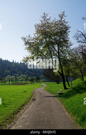 La strada tortuosa che attraversa frutteti e campi conduce all'orizzonte. Una panchina sotto un albero di noce è invitante per un riposo all'ombra. Foto Stock
