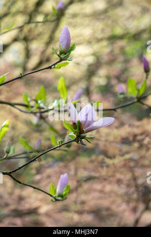 X Magnolia soulangeana 'Crimson imbianchino della struttura dei fiori e boccioli in primavera. Regno Unito Foto Stock