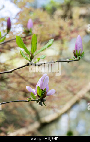 X Magnolia soulangeana 'Crimson imbianchino della struttura dei fiori e boccioli in primavera. Regno Unito Foto Stock