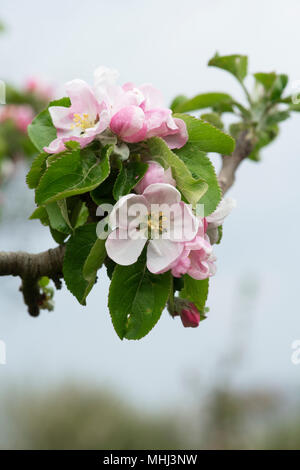 Malus domestica "Arthur Turner' . Melo fiorisce in primavera. Regno Unito Foto Stock