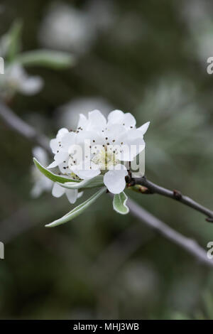 Pyrus salicifolia 'pendula" . Penduli willow lasciarono pear tree in fiore in primavera Foto Stock