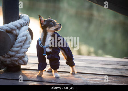 Un cane in blu vestiti da passeggiate pier Foto Stock