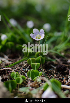 Legno-sorrell, Oxalis acetosella Foto Stock