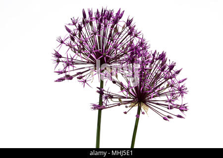 Fioritura viola allium christophii su sfondo bianco Foto Stock