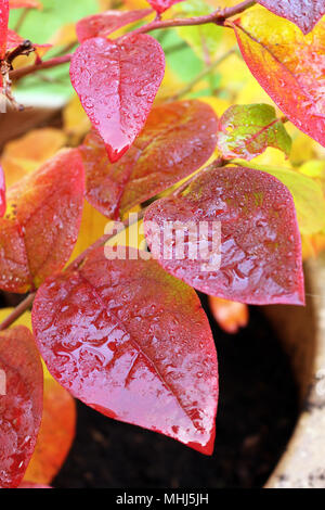 Mirtillo foglie in autunno Foto Stock