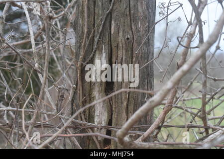 Un vecchio palo di recinzione stagionato e recinzione di filo spinato, overgrown con ramoscelli e viti, Missouri rurale, MO rurale, Stati Uniti, Stati Uniti, Stati Uniti, STATI UNITI. Foto Stock