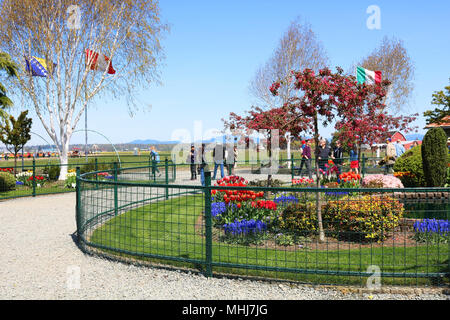 La pace internazionale giardino al Tulip città durante la Skagit Valley Tulip Festival. I turisti sono a piedi attraverso il giardino. Foto Stock