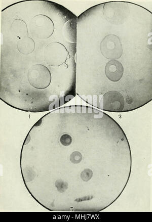 "Ufficiale di zoologia sperimentale" (1904) Foto Stock