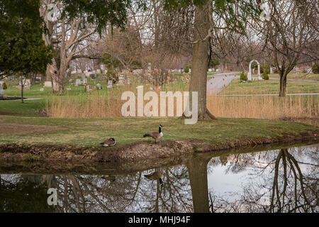 Un paio di Oche del Canada si riflette sulle acque del lago Foto Stock