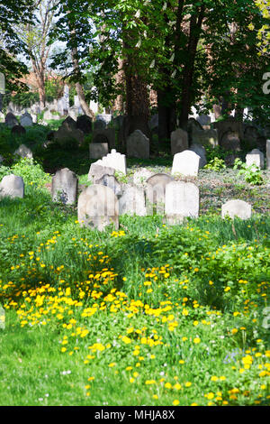 Starý židovský hřbitov, Kolín, Středočeský kraj, Česká republika / vecchio cimitero ebreo, città Kolin, Central Bohemian Region, Repubblica Ceca Foto Stock