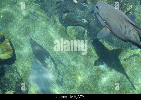 Humphead Wrasse (Cheilnus Undulatus) e banjo pesce in Coral Lagoon Foto Stock