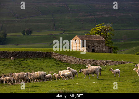 Pecore; Burtersett; Yorkshire; Regno Unito Foto Stock