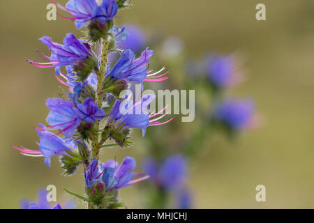 Le vipere Bugloss; Echium vulgare fioritura Cornwall, Regno Unito Foto Stock