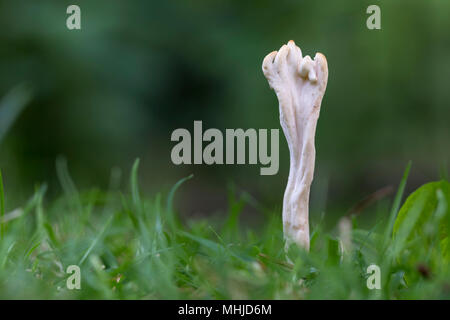 Club rugoso fungo; Clavulina rugosa Cornwall, Regno Unito Foto Stock