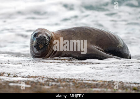 Femmina sea lion guarnizione sulla Patagonia spiaggia mentre guardando a voi Foto Stock