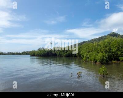 Le mangrovie su Tonoas Isola, Truk Lagoon Foto Stock