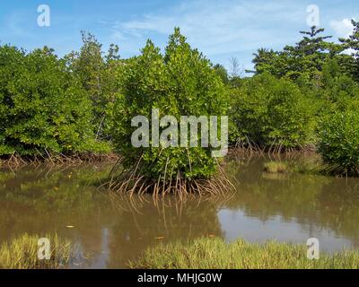 Le mangrovie su Tonoas Isola, Truk Lagoon Foto Stock