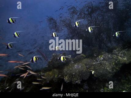 Una scuola di Moorish Idols passando lungo il lato di una nave relitto di Truk Lagoon Foto Stock