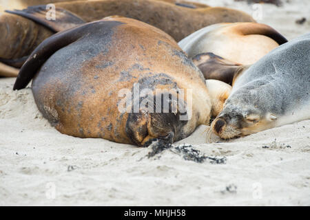 Australian Sea Lion in Kangaroo Island spiaggia sabbiosa Foto Stock