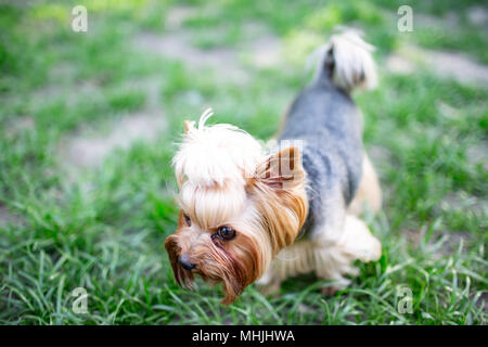 Ritratto di maschio o femmina Yorkshire Terrier cane sull'erba Foto Stock