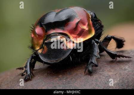 Dung beetle - imperator Foto Stock