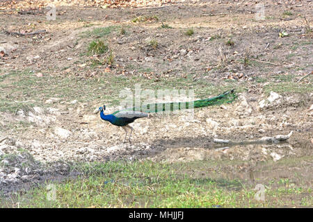 Peacock che mostra la lunghezza della sua coda nel Parco Nazionale di Kanha in India Foto Stock