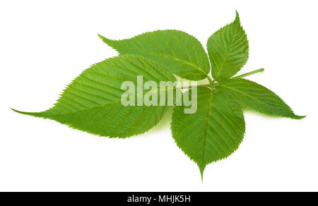 Blackberry isolato in foglia Foto Stock