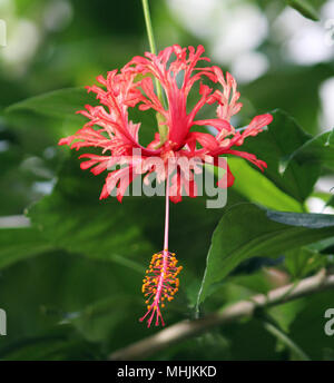 Un'immagine ravvicinata di un corallo Hibiscus (Hibiscus Schizopetalus), singolo fiore Foto Stock