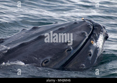 Humpback Whale, Banca Stellwagon National Marine Sanctuary, Massachusetts Foto Stock