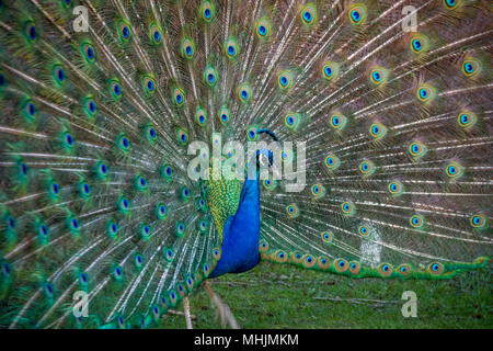 American Peacock (Indiano Peafowl) ha bellissime eyespot pattern in piume Foto Stock