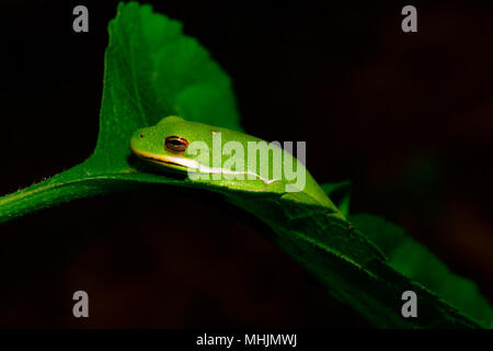 American verde raganella (Hyla cinerea) in appoggio su una foglia. Spazio di copia Foto Stock
