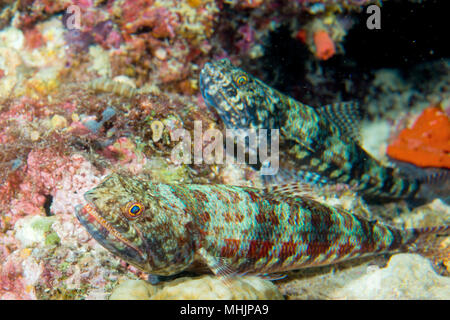 Una lucertola colorati pesci su coralli duri macro di Cebu, Filippine Foto Stock