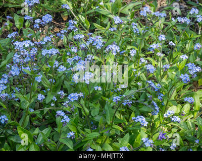 Un telaio di riempimento di immagine blu pallido fiori e fogliame verde del non ti scordar di me, Myosotis sylvatica Foto Stock