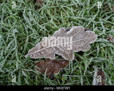 Una coperta di brina marrone foglia di quercia giacente su erba smerigliato che mostra di piccoli cristalli di ghiaccio lungo i suoi bordi Foto Stock